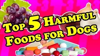 TOP 5 Foods You Didn't Know Could HARM Your Dog