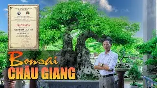 Toàn Cảnh Khuôn Viên Bonsai Châu Giang