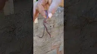 MINHOCA GIGANTE #shorts #minhocas #viral #short #earthworm #terra
