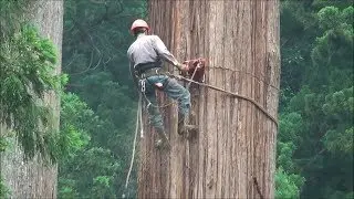 Loggers professionals