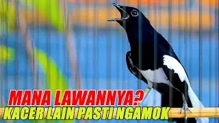 KACER NGAMOK CARI LAWAN, PANCINGAN AMPUH KACER LAIN JADI EMOSI