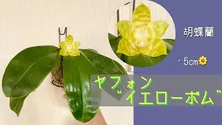 2026年1月11日　胡蝶蘭　ヤフォン “イエローボム”　去年は1月と9月に開花🌼　5cmの花で2カ月咲いている　花と葉に光沢がありとても綺麗　