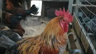 Курятник для 6. пород  кур.