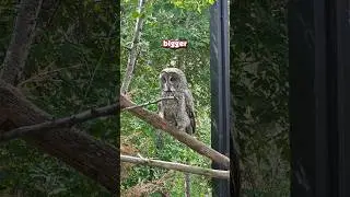 this owl vtuber finally saw owls irl #vtuber #dullahan