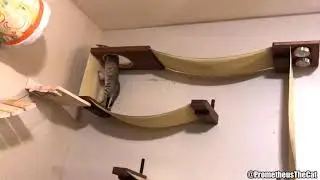 Kitten plays on wall hammock and wall tunnel