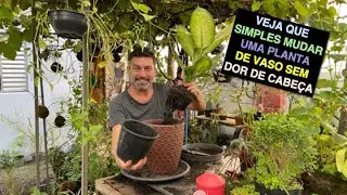 Como Mudar Uma Planta de Vaso Sem Dor de Cabeça