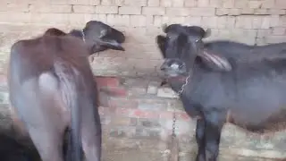 ਦੋ ਕੱਟੀਆਂ ਸੇਲ ਪਿੰਡ ਮੁੱਦਕੀ 20k 16k Rate
