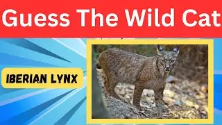 Wild Cat Challenge: Are You a Feline Expert?