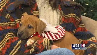 WEST POINT CLAY COUNTY ANIMAL SHELTER