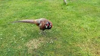 Feeding my friendly Pheasant