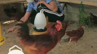 How I clean my chicken coop and goat house