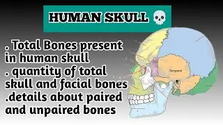 human skull anatomy | human skull bones names and diagram |Operation theater technician