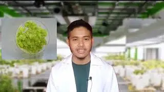 Implication of Sterilization Technique in Plant Tissue Culture Procedure of Herbaceous Plant
