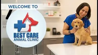 Best Care Animal Clinic | Compassionate Veterinary Care in Miami, FL |🐶🐱🩺💉