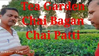 Tea Garden | Nature | Tea Garden Visit | Tea Gardens of West Bengal