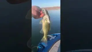 Spinnerbait Dink #turners #huk #teamdaiwa #daiwa #daiwafishing #dropshot #bassfishing #fish #bassing