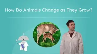 How Do Animals Change as They Grow? - Animal Life Cycles