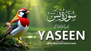 Most Beautiful Surah Yaseen (سورة يس) | Heart-Soothing Quran Recitation | Relaxtimerhd