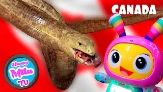 Beatbelle feeds legless lizards real mice in Canada