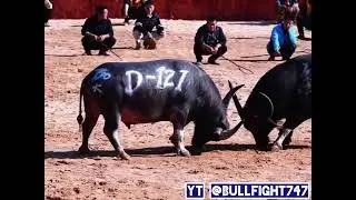Epic Buffalo vs Buffalow Showdown 2025 #buffalofight Championship Festival 2025 #viral #like #trend 