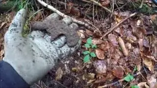 Dem Hohlweg auf der Spur. Sondeln im Wald