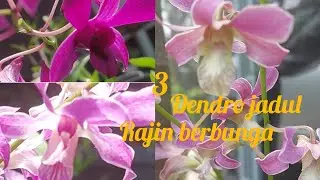 3 anggrek jadul rajin berbunga sepanjang tahun di kebunku