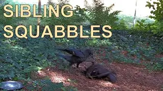 Our crow youngsters fight over things  (Corvus Corone - Carrion Crow/Aaskr&auml;he/Krage)
