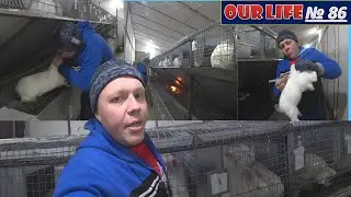 Мистический Уход за Кроликами Вакцинация, Огненная Очистка и Тайна пальпации Mystical Rabbit Care Va