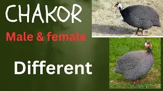 chakor male & female difference chakor nar or mada me farq how to different male & female guineafowl