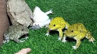 Sweet family frog/ frog sounds funny baby frog
