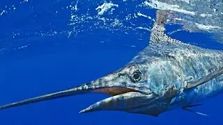 청새치(Kajikia audax)에 대한 14가지 사실들