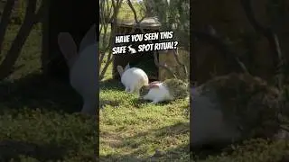 ✨🐇 Маленькие ритуальные кролики &laquo;благословляют&raquo; место перед сном