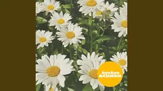 Daisy