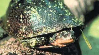 Blanding's Turtle (Emydoidea blandingii)