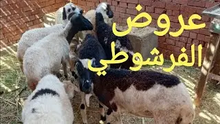 خرفان وغنم ٩ روسان ببلاش الله يبارك لصاحب النصيب ١٨/ ٩/ ٢٠٢٥م