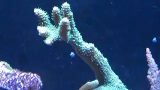 Sunset Millipora