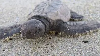 La Tortuga Viva campaign - Help save baby sea turtles in Mexico