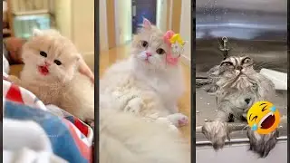 Cat videos 🐕 New Funny Cats 2024 🐱 #catsworld Episode 3389