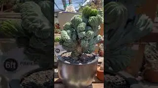 Myrtillocactus geometrizans full crest 