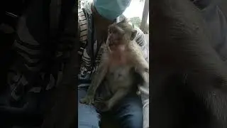 #short, the monkey Patty come to eat the peanuts on the body 😱😍