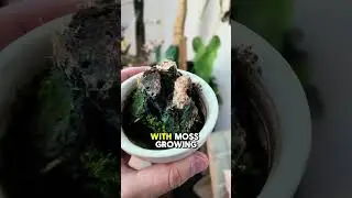 Камень из мха 🗿#мох #растительноеискусство