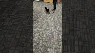 Adorable Pup Having Fun: Cute Dog Playing and Being Silly #shorts #cutedog #dog #fun