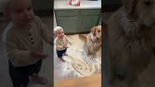 Toddler Points Fingers at Innocent Dog After Making Mess #FamilyComedy #GuiltyDog #CutePets