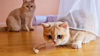 Kitten vs. Curtains! 😹 Caramel's Funny Game & Pikachu's Visit