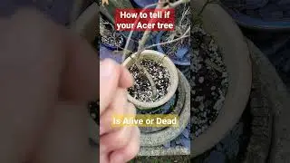 How to Tell if your Acer trees or bonsai are still alive #koi #acer #bonsai #shorts #viral