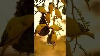 Weaver Birds Battle Termites to Protect Nest | Amazing African Birds 4K UHD