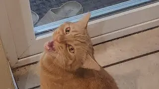 Пожалуйста, дайте МЯУТ Ма!