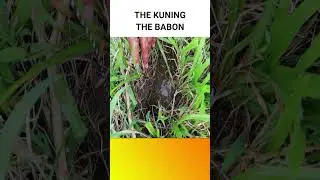 MANCING BELUT BABON KUNING #mancingbelut