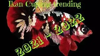 Cupang trending 2021 - 2022