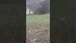 Mourning Doves running parallel